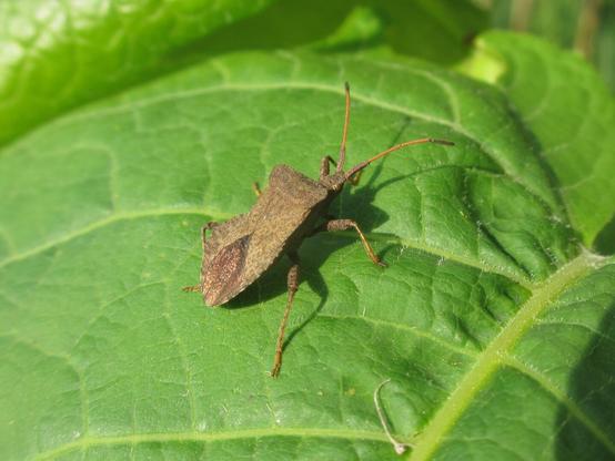Een bruine wants op een blad