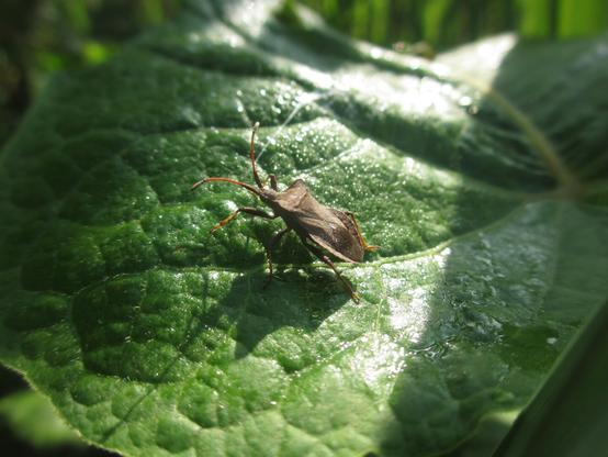 Een bruine wants op een blad
