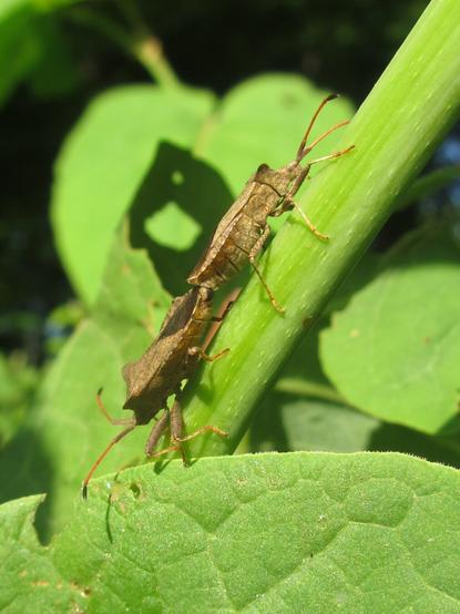 Twee parende wantsen