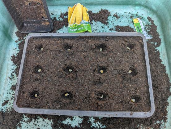 12 sweetcorn "Incredible F1" in the process of being sown into a large seed tray. Individual 7cm pots are what they should be in, but well, I've long run out of those 😅