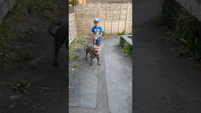 Strong staffy #staffy #planetdogs #americanbully #mydog #pitbull #strongdog