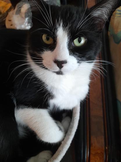 Tuxie cat looking straight into the camera