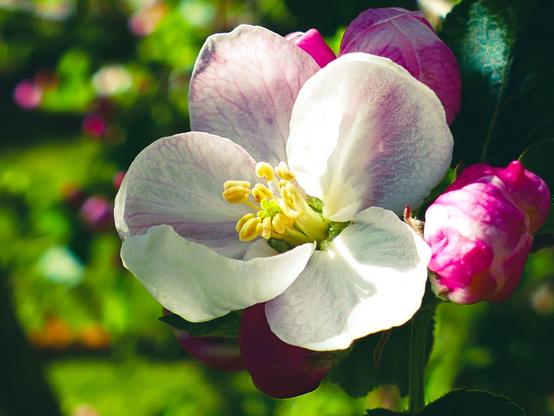 Nahaufnahme einer Apfelblüte