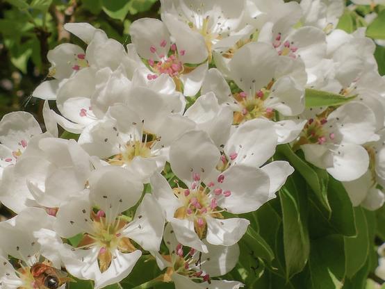 Nahaufnahme von Birnenblüten.