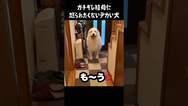 祖母に怒られたくない愛犬　#greatpyrenees #グレートピレニーズ #大型犬 #大型犬のいる生活 #ゴールデンレトリバー #可愛い #癒し #犬のいる生活 #愛犬 #いぬ #大型犬と暮らす