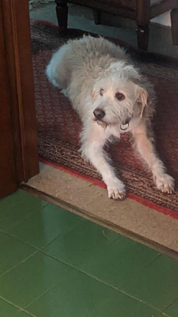 the dog Buba lies on a carpet and looks right