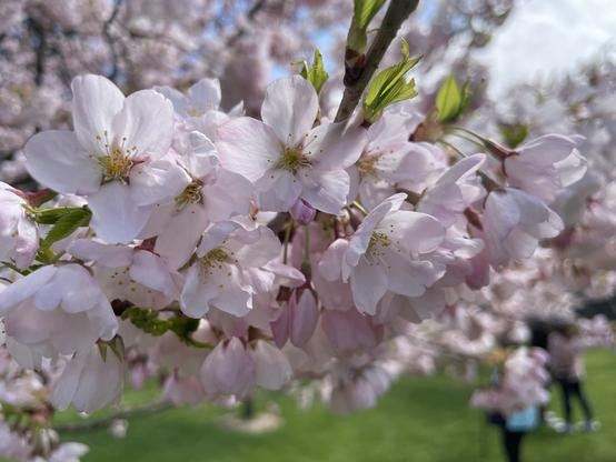 A close-up shot of pink blossoms on flowering Cherry Trees at the Scarborough campus of the University of Toronto on May 2/25.
