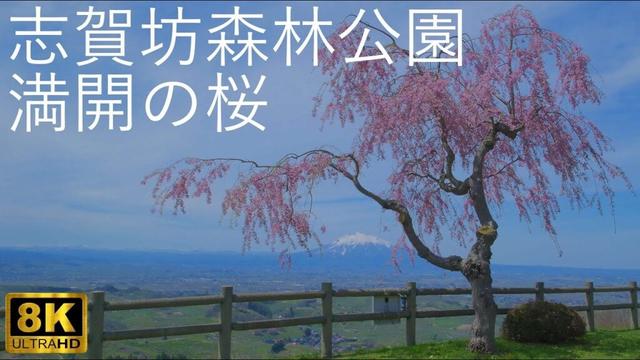 【志賀坊森林公園】満開の桜 津軽平野が一望【青森県平川市】8K