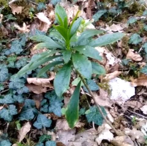 A 1 year old Daphne Laureola L. plant has settled in a part of the forest where the species was non-existant. The plant is portrayed against a background of ivy and forest litter.