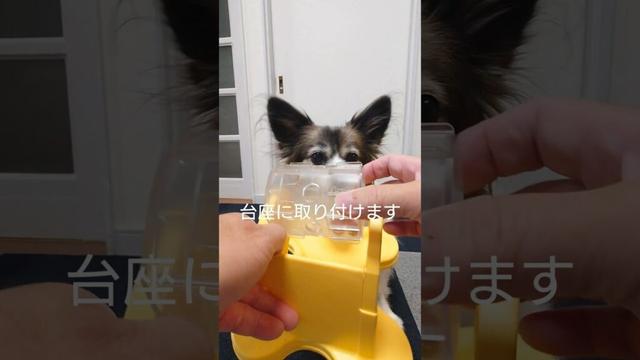 ぐるぐる自飯機にイライラしちゃった犬 #犬のおやつ #犬のいる生活 #パピヨン