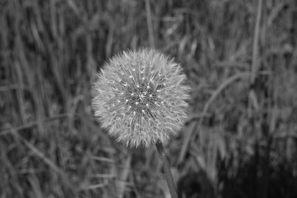 A black and white picture of a dandelion plume. I took this to celebrate my breaking away from all Meta services. Yay!