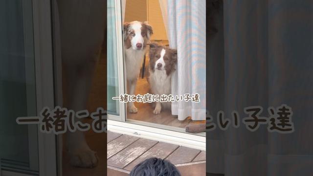 飼い主の近くに居たい甘えん坊の犬達が可愛すぎる🥺【ボーダーコリー・オーストラリアンシェパード】#shorts