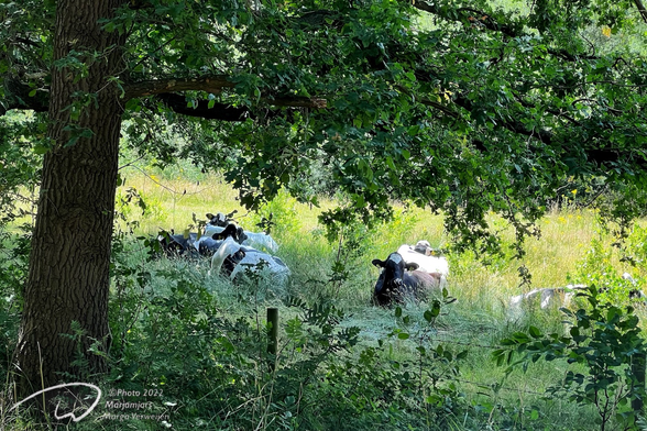 A group of cows stand in the tall green grass, gathered under the shade of a tree on a bright, sunny day.