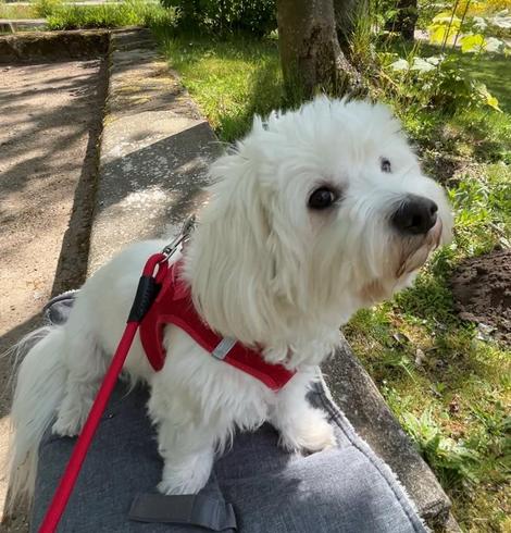 A small white dog with fluffy fur, wearing a red harness, sitting on a gray blanket outdoors. The background features greenery and a stone pathway.