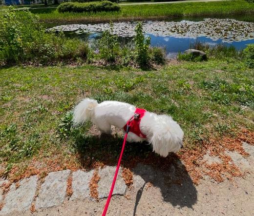 A small white dog wearing a red harness is sniffing the grass near a pond with lily pads. The background features green foliage and a sunny day.