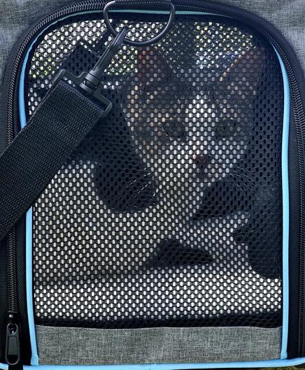 White cat, with black and tan upper face,  staring at photographer through mesh screen transporter.