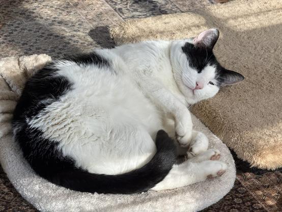 Schwarz-Weißer Kater liegt mit dem Körper auf seinem Katerbett, mit dem Kopf auf einem Liegekissen. Sein Schwanz ist um die Pfoten gezogen, die Augen geschlossen.