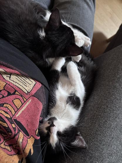 Two black kitten asleep, on of them lying on his back on me
