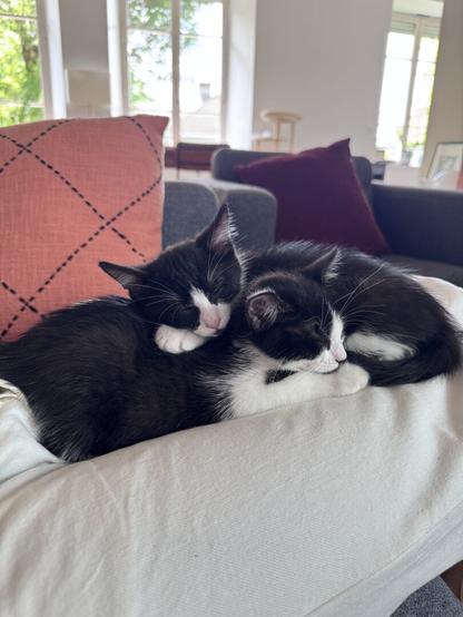 Two black and white sleeping on top of each other