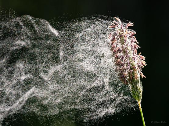 A close-up image of a flowering plant releasing pollen, with fine particles visible in the air against a dark background. The motion of the pollen creates a mist-like effect.