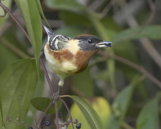 A colorful warbler with a black face, chestnut cap, bib, and sides, and touches of yellow poses on a berry bush with a berry in his bill and a sparkle in his eye. This is the breeding male Bay-breasted Warbler. Bastimentos Island, Panama. April 2025. Photo by Peachfront.