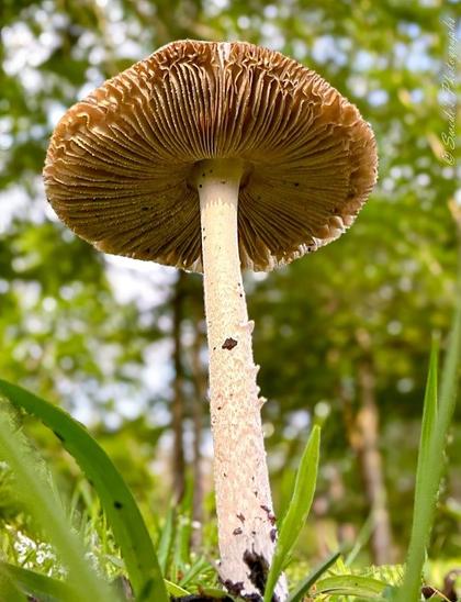 Nature’s Little Tower

"This image captures a close-up of a mushroom from a low angle, emphasizing the delicate gills beneath its cap and the textured stem anchoring it to the forest floor. The cap is light brown, with intricate, layered gills visible underneath. The mushroom stands tall amid green grass and foliage, with a softly blurred background of leaves and trees, suggesting a natural woodland setting. The perspective highlights the beauty of fungi in their environment, making the mushroom appear almost majestic." - Copilot