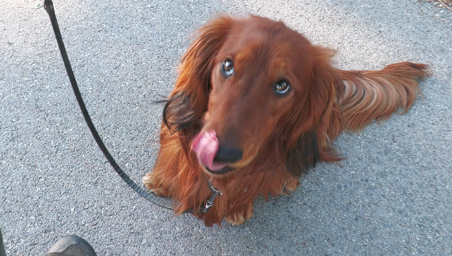 dachshund sitting at my foot
looking up 
licking his nose