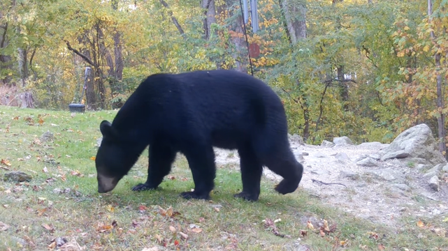 A black bear sniffs the ground in a forest backyard with autumn foliage. The bear's side profile is visible, surrounded by trees and scattered leaves.