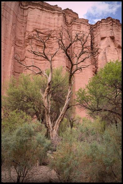 a large leafless tree in front of a canyon wall, surrounded by smaller trees that do have green leaves