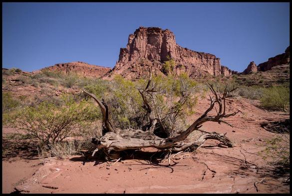 a dead trunk of a tree in a dry wadi, with green bushes around it, in the background a tall rocky monumental cliff face
