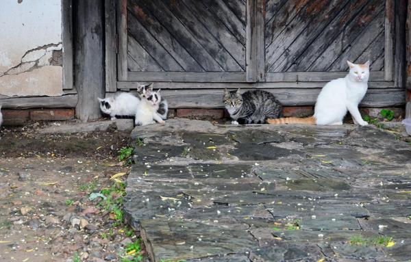 Happy Caturday, everyone! So these are village cats in China, we were outside the cultural center in Beijing and found this family of cats. They were well taken care of, with lots of food and water. #caturday #china #beijing #cat #cats #citycats #village #photography