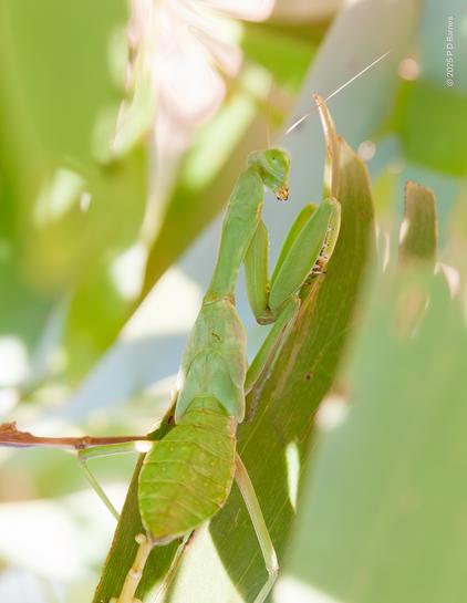 A green praying mantis camouflaged amongst green leaves