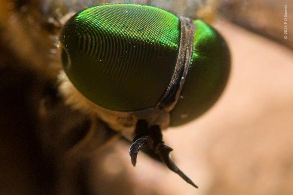 Huge green compound eyes on a robber-fly