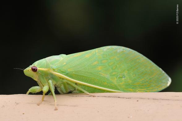 Green bladder cicada, looking remarkably like a leaf.