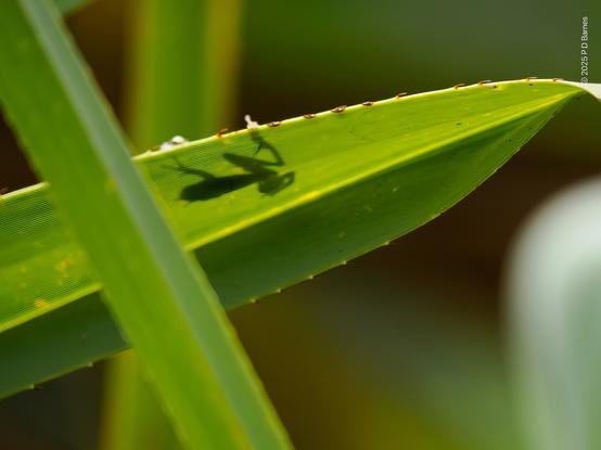 Frog's shadow seen through a backlit pandanus leaf