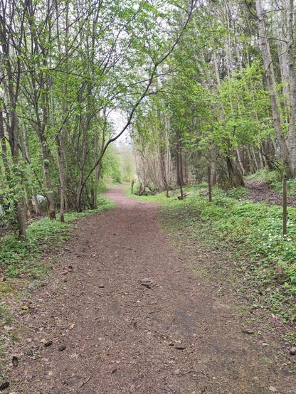 A path and trees on the side resembling the path where the hobbits first encounter the ringwraith. Shire... Baggins...