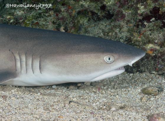 Portrait of a gray colored shark resting on a sandy sea bottom. These sharks are able to remain motionless and move water over their gills.