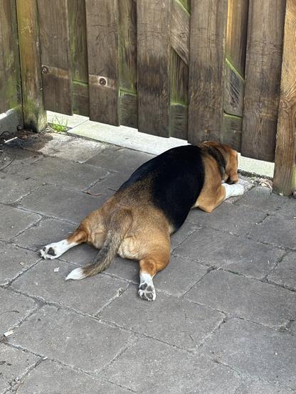 Beagle looking beneath garden-door