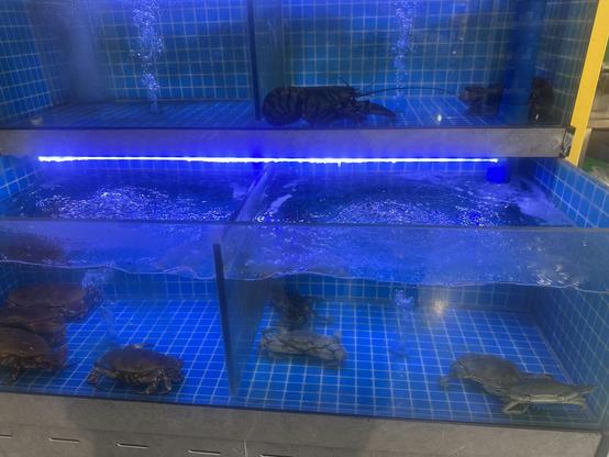 Tank with live crabs and lobster at seafood counter