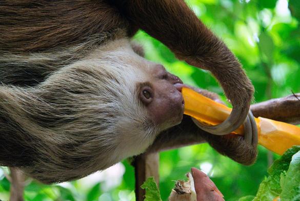 Toe-toed sloth eating strage yellow thing