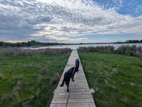 Photo of a calm morning sunrise over Harris Creek , sun rising behind a low white dappled cloud deck in a deep blue sky. Marsh is green with riotous new spring growth. Creek water is rippled and reflects the sky and clouds.
In the foreground Miles and Jon two black Flat-Coated retrievers stroll down the wood walk in hopes of spotting interesting waterfowl.