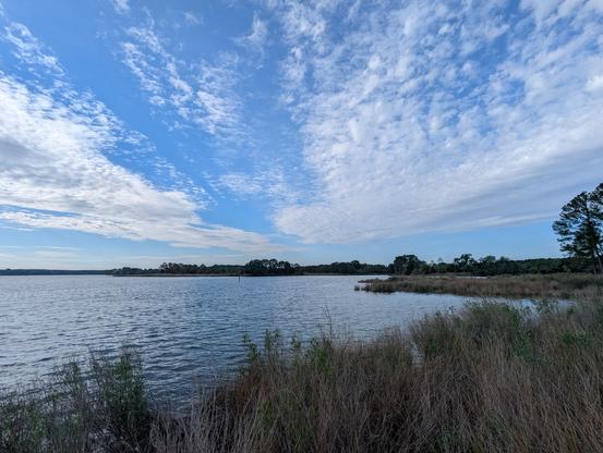 Photo of a calm morning sunrise over Harris Creek , sun rising behind a low white dappled cloud deck in a deep blue sky. Marsh is green with riotous new spring growth. Creek water is rippled and reflects the sky and clouds.