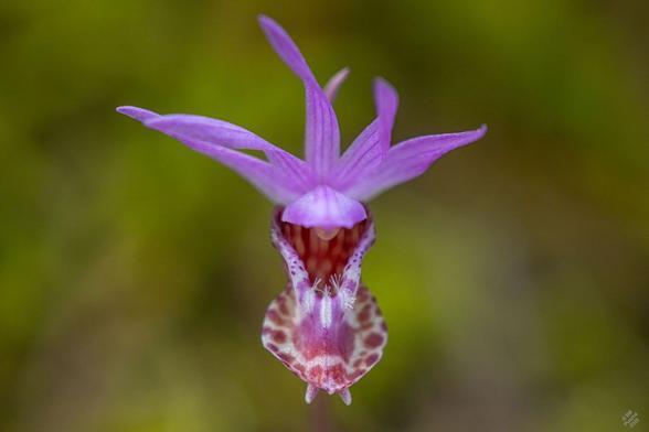 Four colour photos of the orchid flower, on leafy/mossy green backgrounds. WIkipedia says: "Plant blooms with a purple-pink hermaphroditic, zygomorphic and threefold flower. The protruding petals and sepals are pink to purple in color, about 10 to 12 millimeters long and about 2 to 4 millimeters wide. The lip (labellum) is white to pink with pink or yellow spots. It has a wide, shoe-shaped cavity in the back and is about 15 to 25 millimeters long. A spur is absent." In the case of these individuals, the markings on the labellum are deep magenta through dark red and there are two small spurs at the front of the labellum. 
This was very exciting for me. I always have lived in places where they are supposed to be native, but they get extirpated by habitat loss and also people pick them (I have deliberately not said where these are). They do not transplant.
