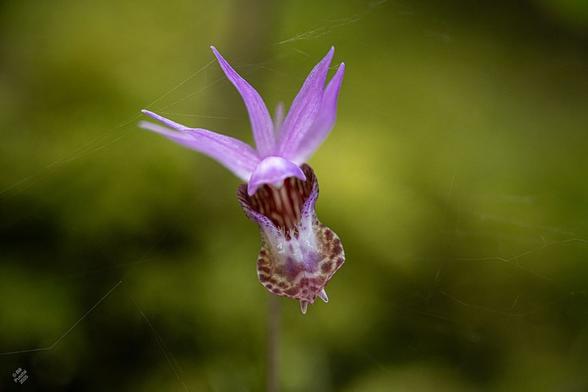 This individual is a bit older with darker spots, and spider has built a very open web around it.