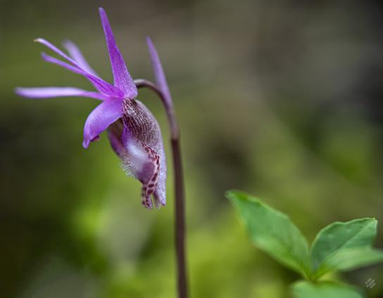 A profile view.