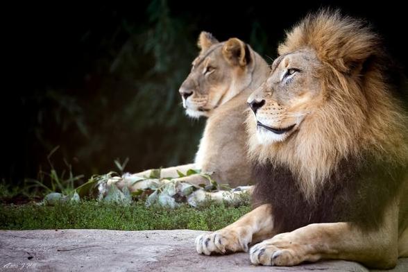 Azure Generated Description:
a couple of lions lying down (48.96% confidence)
---------------
Azure Generated Tags:
animal (100.00% confidence)
mammal (100.00% confidence)
big cat (99.92% confidence)
lion (99.74% confidence)
terrestrial animal (98.54% confidence)
wildlife (97.56% confidence)
outdoor (97.25% confidence)
zoo (97.01% confidence)
big cats (96.98% confidence)
masai lion (94.80% confidence)
snout (91.31% confidence)
fur (88.40% confidence)
safari (86.57% confidence)
felidae (85.97% confidence)
plant (85.24% confidence)
ground (83.49% confidence)
grass (81.95% confidence)
cat (68.12% confidence)
standing (62.92% confidence)
