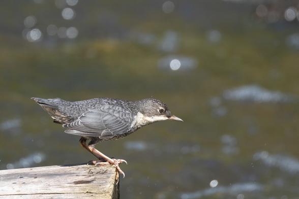 Eine junge Wasseramsel auf einem Baumstamm im Fluss