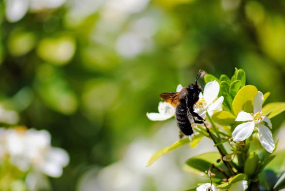 Picture of a large black bee with transparent dark brown wings, feeding on a choisyea flower, in the centre right of the frame. The background is blurred green and white.
