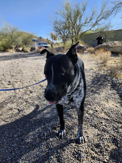 A dog is standing outdoors in the desert, doing a very sweet tiny blep