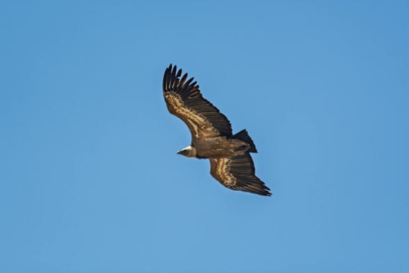 un vautour fauve vu du dessous